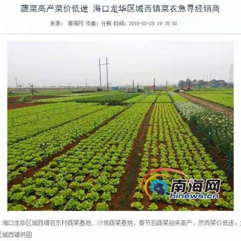 菜篮子集团加大苍东村田头蔬菜收购，助农缓解滞销困难