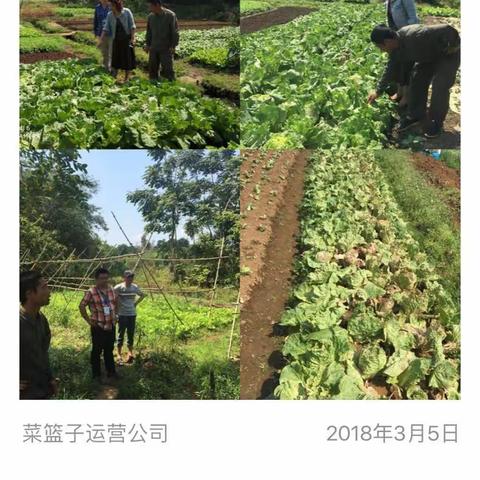市菜篮子产业集团前往海口云龙镇，实地考察白菜滞销情况