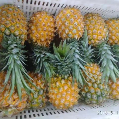 海口市菜篮子产业集团助农解决菠萝滞销难题