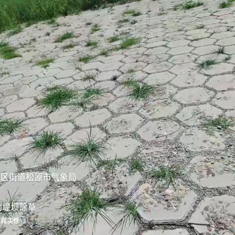 松原市档案馆组织全体干部开展志愿活动，清除江堤大坝杂草，为创建国家文明城贡献力量。