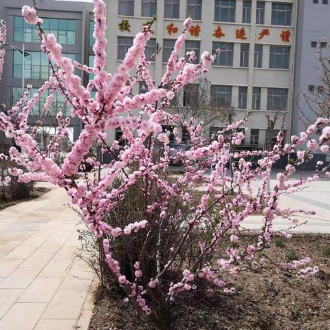 美化校园人人有责  植树造林党员先行