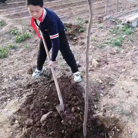 播种希望 生长梦想——高密市柴沟小学开展劳动教育之"种植课程"