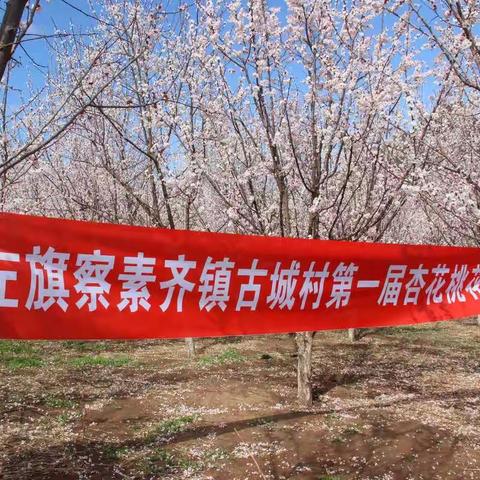 土左旗察素齐镇古城村举办第一届杏花桃花文化节