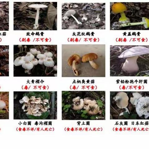 珍爱生命，远离毒蘑菇——紫霄镇中心幼儿园远离毒蘑菇安全教育