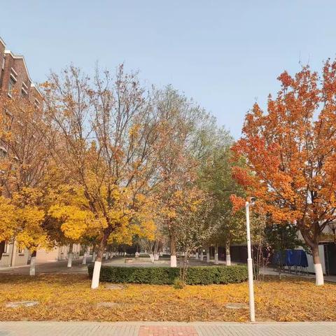 定格秋天——廊坊华夏幸福学校高中部生物社团