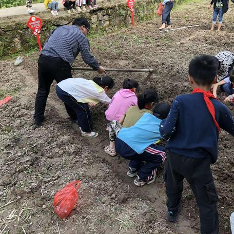 最美收获季——上海警备区希望小学劳动基地种植活动展评