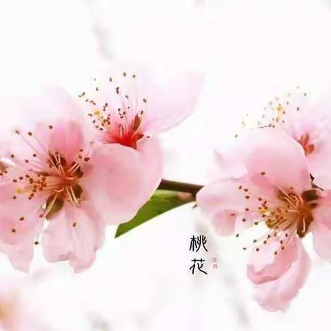 静静等待，春暖花开                                  ——八年级语文组的“抗疫”故事