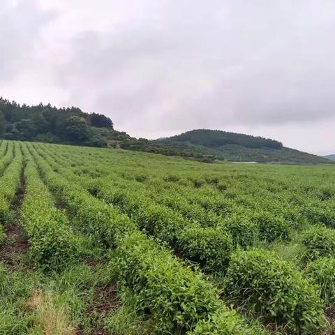 谷雨有怀