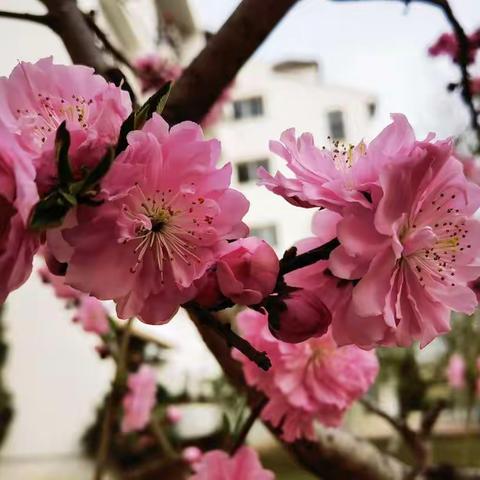 春花烂漫