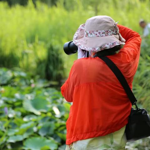 莲荷斗艳开，氤氲暗香来