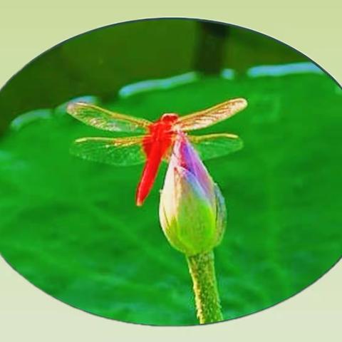 莲花境界