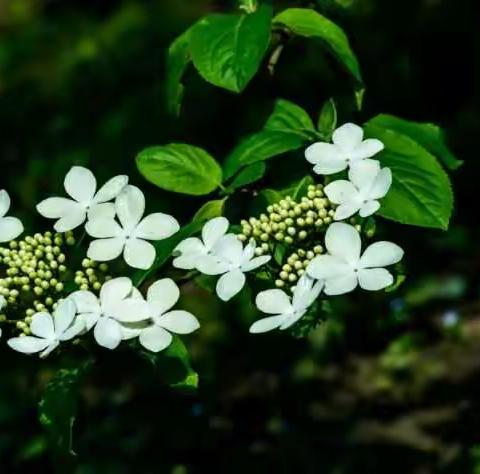 百花齐放