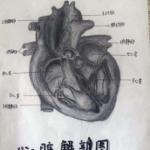 绘生物本质，画生活蓝图 ———岳庙初中七年级生物绘图大赛