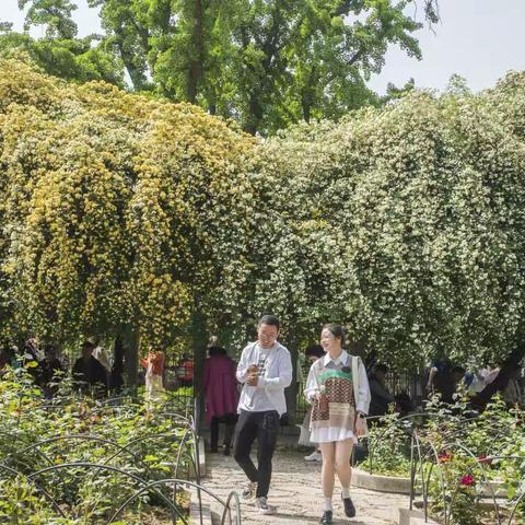 木香花开，如瀑布泻