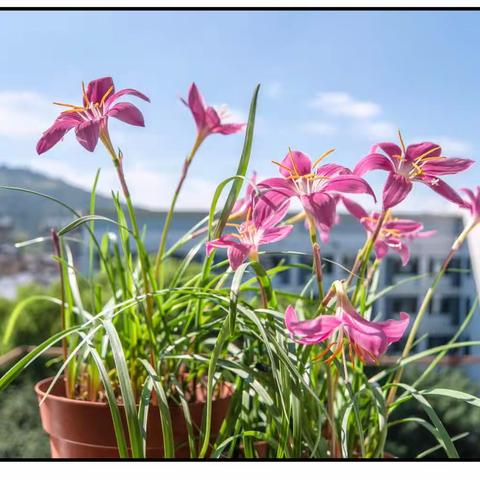 夏日窗台风雨兰