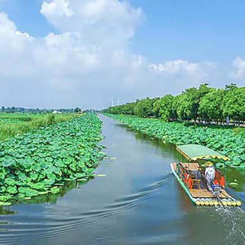 美丽金湖，为荷而来