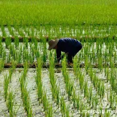 炎炎夏日，田间劳动的人们