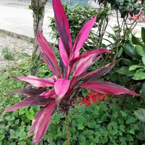 五月的鲜花－家门口