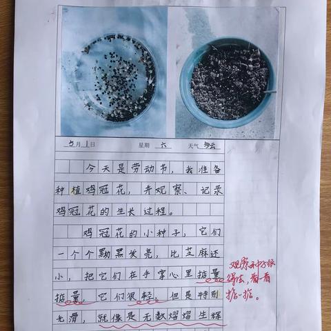 小学科学  中长期观察日记