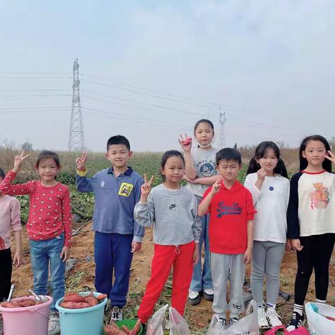 丰收季节秋色好——双语学校二年级八班开展“刨地瓜”田园实践活动