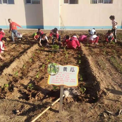 开心农场第二期～记黄合少小学种植活动