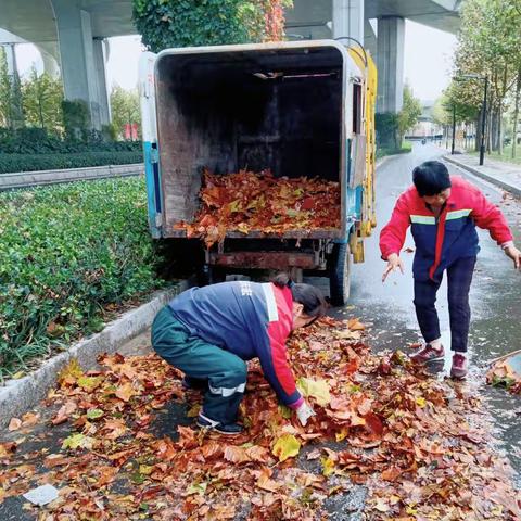 雨后落叶纷飞，环卫紧急清扫