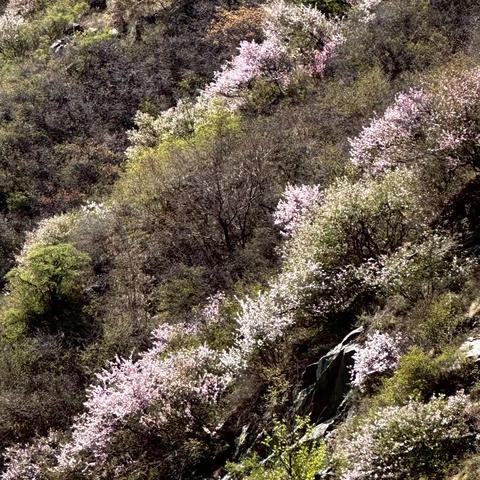 阴山之夏