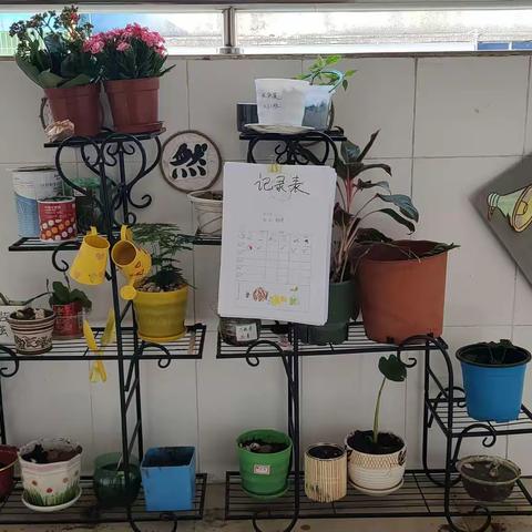 幼儿园里的一抹绿意 --遂溪一幼A2班植物角种植活动