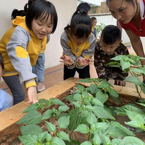 快乐种植，幸福收获，一花一世界，一草一天堂。记：睿思幼儿园种植园🍀🍀🍀