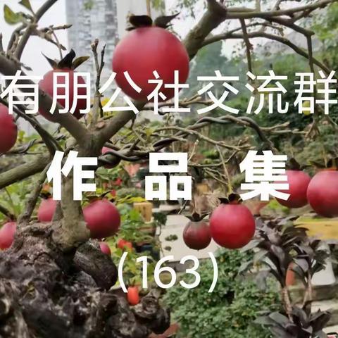 第163期《有朋公社交流群作品集》