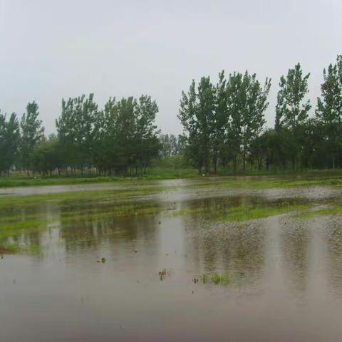 保护澽水湿地 我们一直在努力