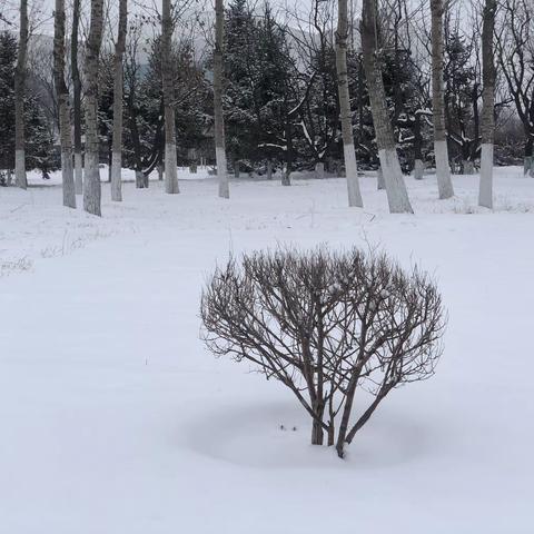 卯兔春雪，又将大地带回黑白世界，于是画家们看到了水墨韵味的春天；诗人们引发了舒春乐雪的情怀…………