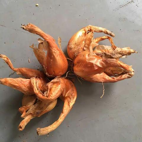 暑假的种植记录：小葱