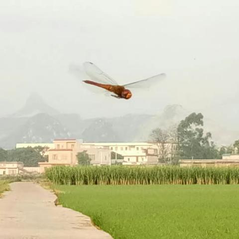 高飞低掠红蜻蜓