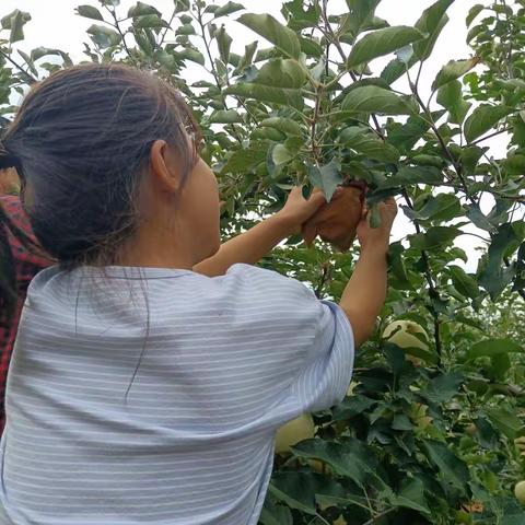 劳动最快乐——莱州市双语学校3（8）中队初语桐﻿