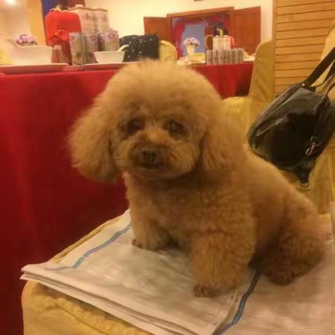 妮妮牠永远在我❤️中，纪念妮妮离世一周年。