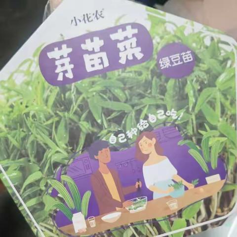 绿豆苗生长记