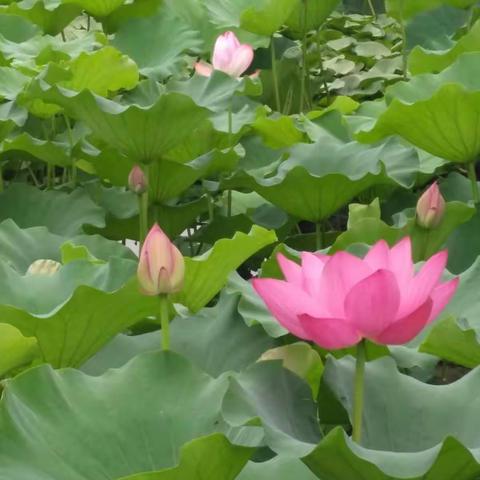 又是一年荷花节