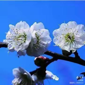 林清玄的散文巜梅花》
