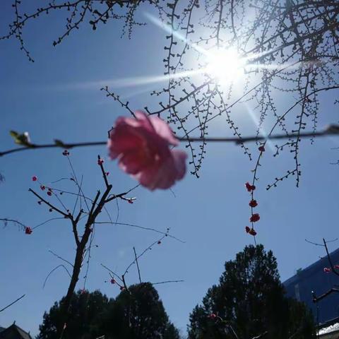 春来了    花知道