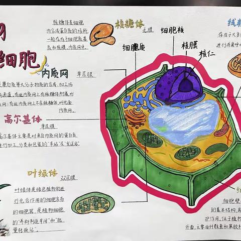 上饶市一中新校区高一年级真核细胞亚显微结构手抄报活动