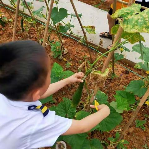 收获喜悦，品尝快乐—夏石镇中心幼儿园黄瓜采摘