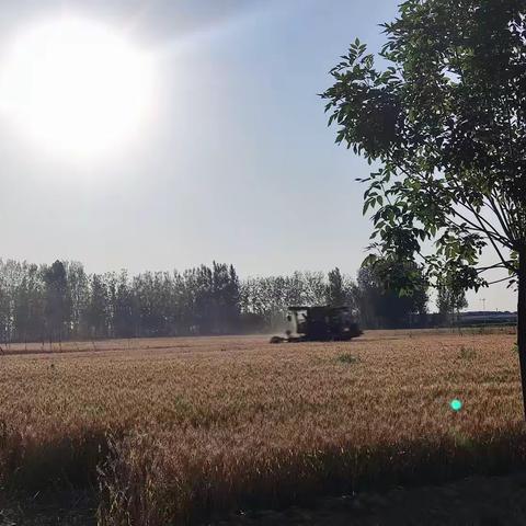 又至麦收时