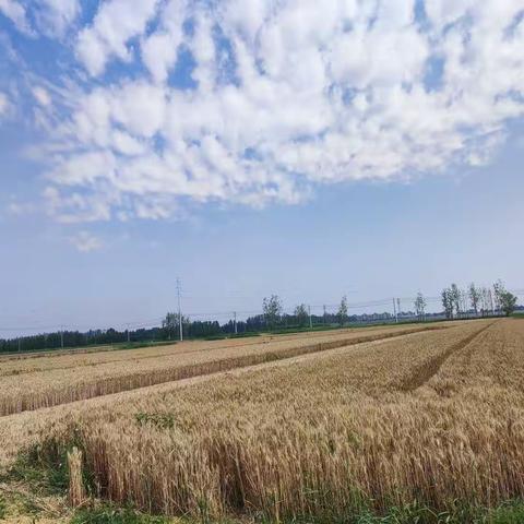 第二节 发展型学习任务群1：实用性阅读与交流