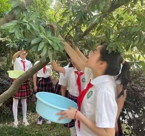 “梅”好时光遇见你——溧阳市第二实验小学晨曦中队开展杨梅节活动