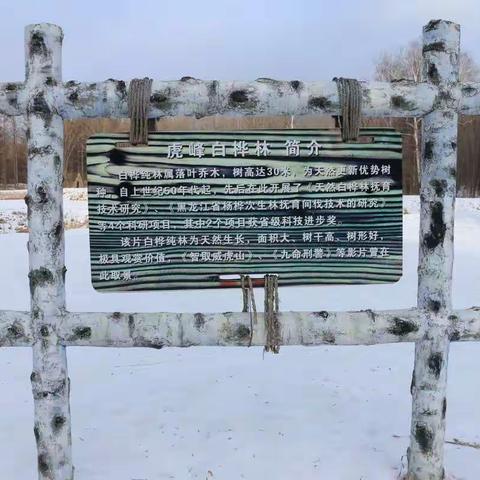亚布力国有林管理局摄影协会 虎峰岭白桦林🌴采风花絮
