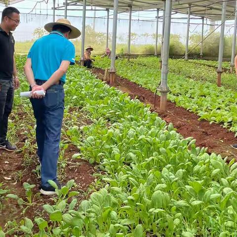 海口市琼山区甲子镇风圯土地复垦项目通过新增耕地省级复核