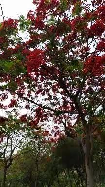 凤凰花   朗诵