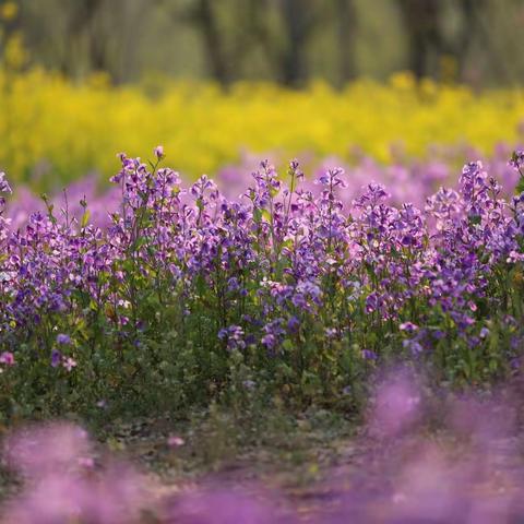 山东潍坊：潍水风情湿地公园游人醉