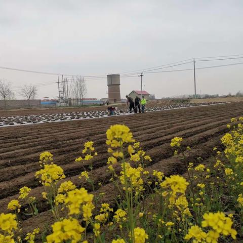 昌邑魏马村：大姜种植已展开  特色产业引领致富路